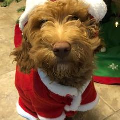 Double Doodles from Double Doodle Ranch