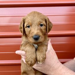Goldendoodle Puppies from Cane Creek Goldendoodles