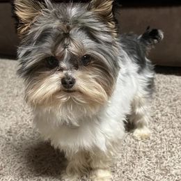 Marty - Yorkshire Terrier