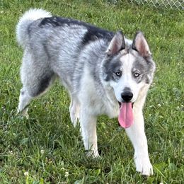 Quinner - Siberian Husky