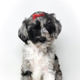 Bernedoodle, Double Doodle, and Goldendoodle Puppies from Winding Creek Ranch