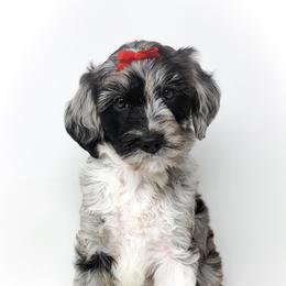 Bernedoodle, Double Doodle, and Goldendoodle Puppies from Winding Creek Ranch