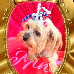 Sugar - Yorkshire Terrier