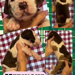 Meringue - Chocolate and white female Great Dane puppy in Wellsville, New York from Prophecy Danes