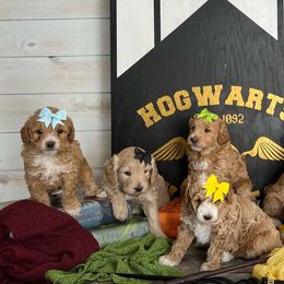 Goldendoodle and Poodle Puppies from Krispydoodle