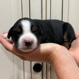 Pluto - Black tri male Miniature Australian Shepherd puppy in Lakeport, California from Akins Aussies/Wild Rose Ranch