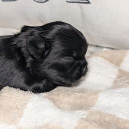 Kati - Black female Shih Tzu puppy in Claxton, Georgia from Small Pawz Kennel