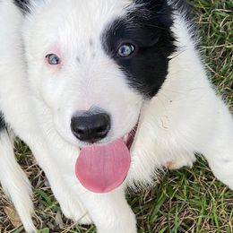 Pongo - Border Collie puppy in Maryland from Higher Goals Border Collies