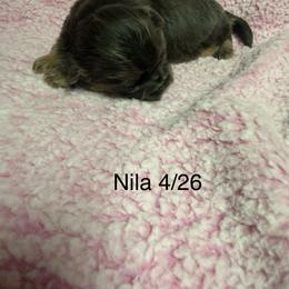 Nila - Blue female Shih Tzu puppy in Jasper, Indiana from Jacob’s Spoiled Shih Tzu