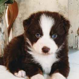 Australian Shepherd Puppies from Happy Leo’s Australian Shepherds