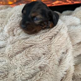 Mini - Dapple female Dachshund puppy in North Fort Myers, Florida from Trust Fund Devil Kennel