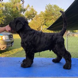 Affenpinscher and Black Russian Terrier Puppies from Ter’Avalon Kennel