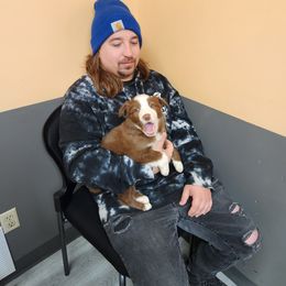 Border Collie Puppies from Cullins Collies