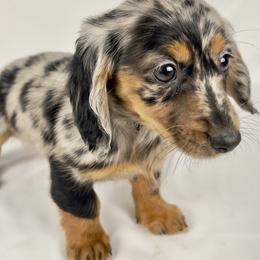 Egg - Dapple female Dachshund puppy in Sacramento, California from MiniDoxPups