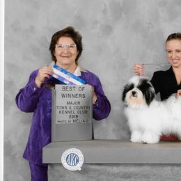 Princess  - Havanese