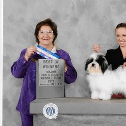 Princess  - Havanese