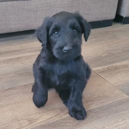 Giant Schnauzer Puppies from JAMG Schnauzers