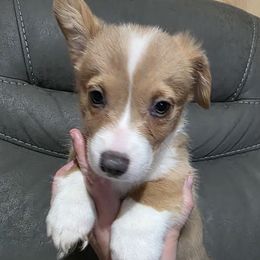 Sable Bluie Male - Blue male Pembroke Welsh Corgi puppy in Unicoi, Tennessee from East Tennessee Clark Corgis