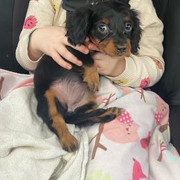 Dachshund Puppies from State Line Dachshunds