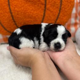 Loretta -Green collar girl - Parti female Miniature Schnauzer puppy in Oneonta, Alabama from Murphree Valley Kennels