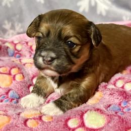 Ryleigh - Red sable female Havanese puppy in Wappapello, Missouri from Titanium Havanese LLC