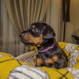 Girl 4 - Doberman Pinscher puppy in Ault, Colorado from Stand Alone European Dobermans