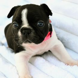 Tilleigh (Pinky) - Seal brindle and white female Boston Terrier puppy in Plymouth, New Hampshire from Punk Kennels