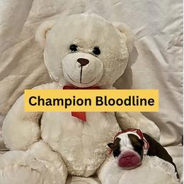 Thunder Gunder - Chocolate tri-color male Bulldog puppy in Tremonton, Utah from Snuggle Pups