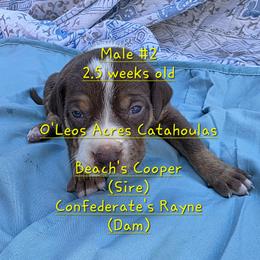 MALE - 2 - Chocolate male Catahoula Leopard Dog puppy in Perry, Florida from O'Leos' Acres Catahoulas