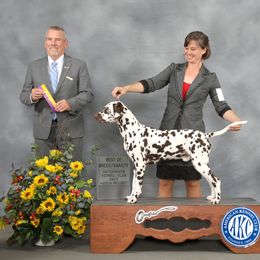 Basset Hound and Dalmatian Puppies from Lazy B Bassets and Dalmatians