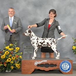 Basset Hound and Dalmatian Puppies from Lazy B Bassets and Dalmatians