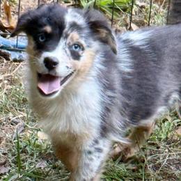 Rune - Blue merle male Miniature Australian Shepherd puppy in Patterson, North Carolina from DreamLine Aussies