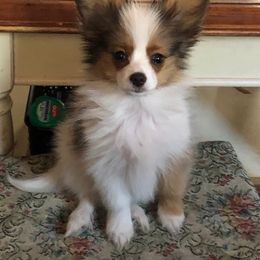 Papillon Puppies from A Breed Apart Papillons