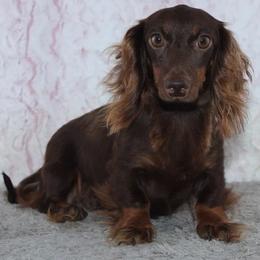 Gabbie - Dachshund