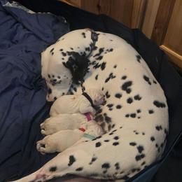 4 - White and black male Dalmatian puppy in Palmer, Massachusetts from Delaney's Dalmatians 2