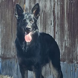 Kane - German Shepherd