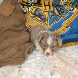 Hermoine - Red merle female Miniature Australian Shepherd puppy in Bend, Oregon from Wonderland Aussies