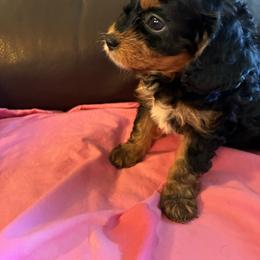 Jovie - Black and tan female Cavapoo puppy in Burke, New York from Patti’s Puppies