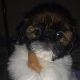 Shih Tzu and Yorkshire Terrier Puppies from Thorntons Fur Crew