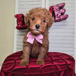 Snickers - Red  male Goldendoodle puppy in Woodburn, Indiana from Lengachers Cuddly Doods