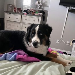 Miniature Australian Shepherd and Pembroke Welsh Corgi Puppies from The Hoppers Back 40