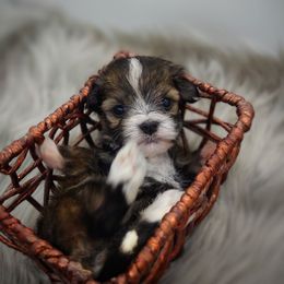 Companion Cross, Mal-Shi, Maltese, Maltipoo, Morkie, and Shih Tzu Puppies from Seeking Shalom Acres Maltese, Maltipoos & Havamalts