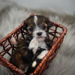 Companion Cross, Mal-Shi, Maltese, Maltipoo, Morkie, and Shih Tzu Puppies from Seeking Shalom Acres Maltese, Maltipoos & Havamalts