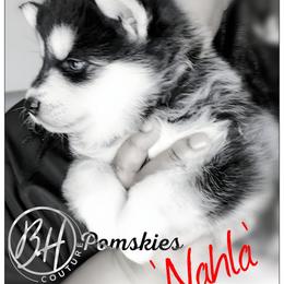 Nahla (fka Ember) - Black and white female Pomsky puppy in Norfolk, Virginia from 'Brick'House Couture Pomskies
