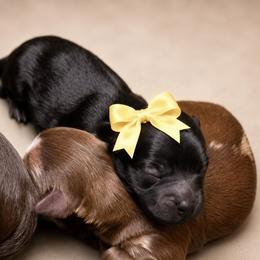 Channel - Black female Shihpoo puppy in Delphos, Ohio from Route 66 Poodles & Doodles, Sapphire Shih-tzu's of Ohio