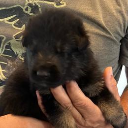 Boy 4 - Black and tan male German Shepherd puppy in Sharon Grove, Kentucky from Julie’s Shepherds