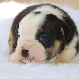 Harley - Black tri-color female Bulldog puppy in Winnsboro, Texas from JP Ranch Bulldogs