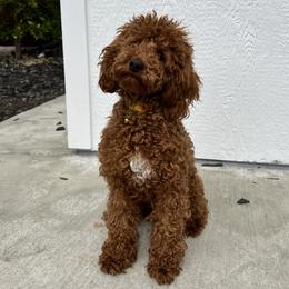 Zoey - Goldendoodle