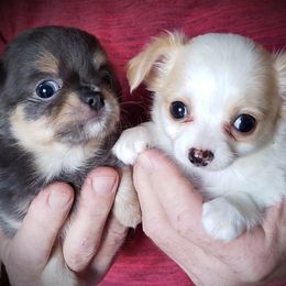 Chihuahua Puppies from Pensacola Chi Garden