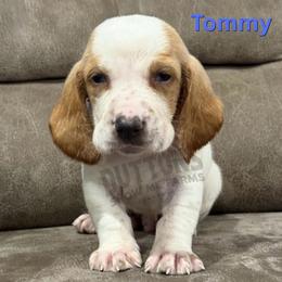 Tommy - Red and white male Basset Hound puppy in Oronogo, Missouri from Dutton's Show Me Farms